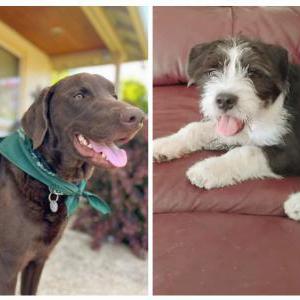 Image of Niner and Bruce, Lost Dog