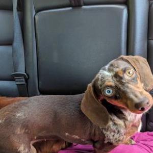 Image of Daisy, Lost Dog