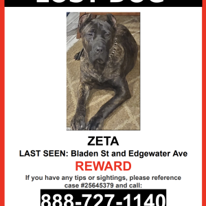 Image of Zeta, Lost Dog