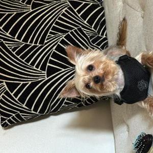 Image of Rollie, Lost Dog