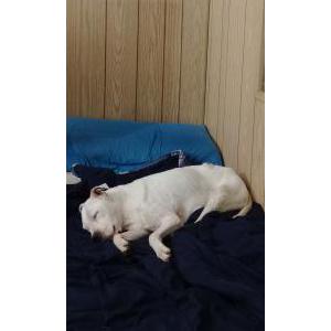 Image of Unknown, Found Dog