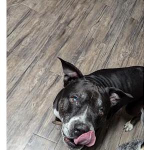 Image of Beck, Lost Dog