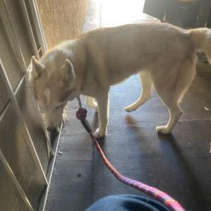 Image of Unknown, Found Dog