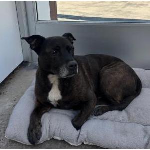 Image of Unknown, Found Dog