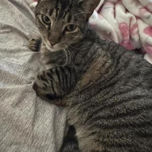 Image of Bentley, Lost Cat