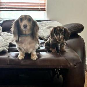 Image of Hunny and muffin, Lost Dog