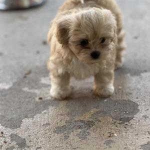 Image of Aisha, Lost Dog