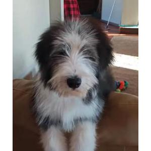 Image of Sushi, Lost Dog