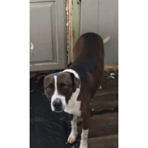 Image of Little Buddy, Lost Dog