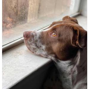 Image of Ani, Lost Dog