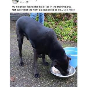 Image of Unknown, Found Dog