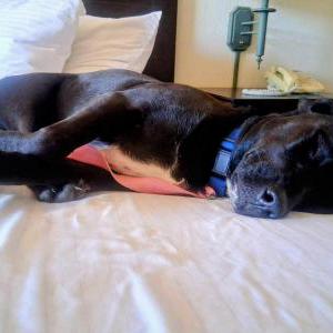 Image of Miss priss, Lost Dog