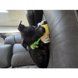 Image of Unknown, Found Dog