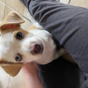 Image of Ivy, Lost Dog