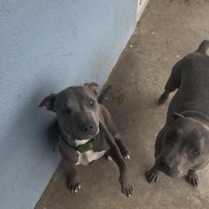 Image of Nova/sapphire, Lost Dog