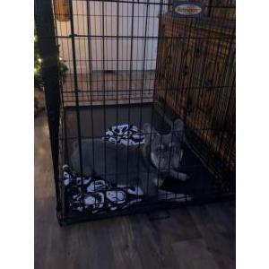 Image of Unknown, Found Dog