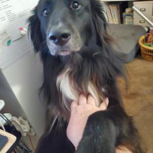 Image of Teddy, Lost Dog