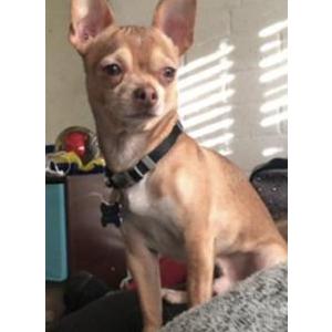 Image of Max, Lost Dog