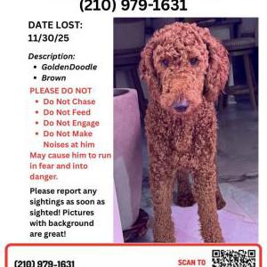 Image of Unknown, Lost Dog