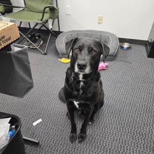 Image of Lucky, Lost Dog