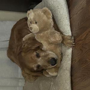 Image of Crystal, Lost Dog