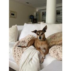 Image of Dobby, Lost Dog