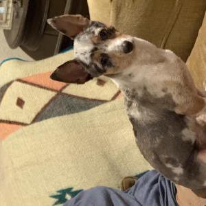 Image of Unknown, Found Dog