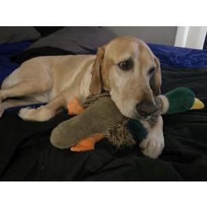 Image of clyde, Lost Dog