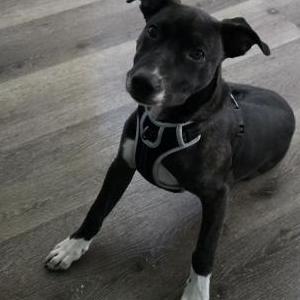 Image of Unknown, Found Dog