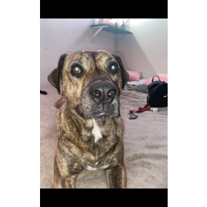 Image of Diabla/Katrina, Lost Dog