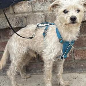 Image of Unknown, Found Dog