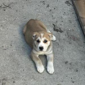 Image of Tbone, Lost Dog