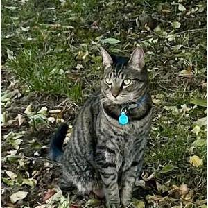 Image of Eros, Lost Cat