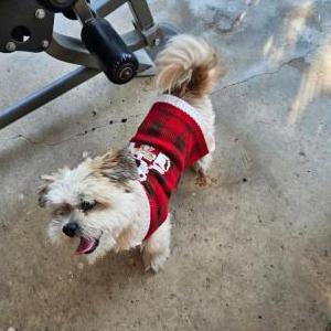 Image of Orens, Lost Dog