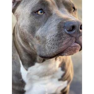 Image of Buddy, Lost Dog