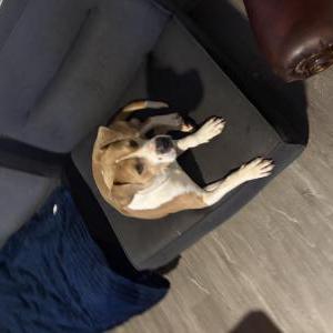 Image of Unknown, Found Dog