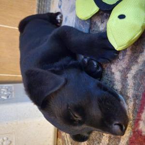 Image of Unknown, Found Dog