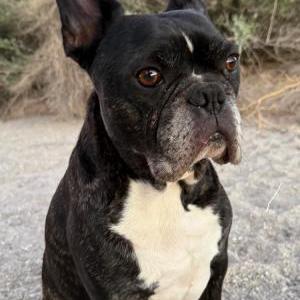 Image of Zeus, Lost Dog