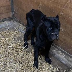 Image of Unknown, Found Dog