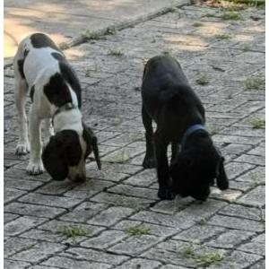 Image of Igor y Zeus, Lost Dog