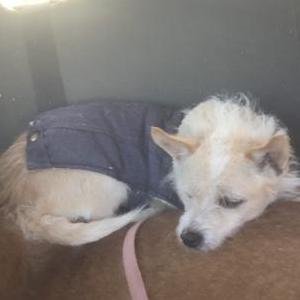 Lost Dog Pee Wee