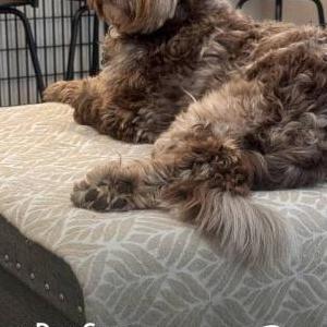 Image of Eddie, Lost Dog