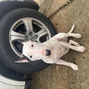 Image of Unknown, Found Dog