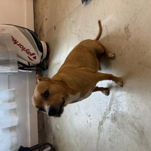 Image of Unknown, Found Dog