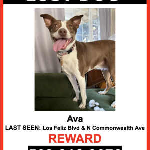 Image of AVA, Lost Dog