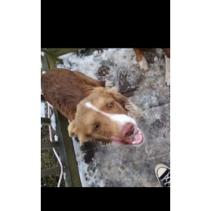 Image of unknown, Lost Dog