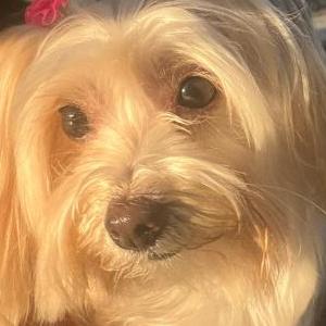 Image of Toki Jimenez, Lost Dog