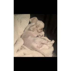 Image of Bullet, Lost Dog