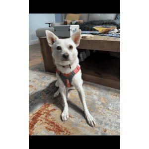 Image of Opal, Lost Dog