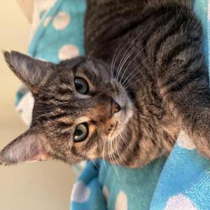 Image of Nipsey, Lost Cat